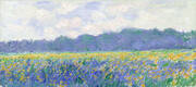 Champ d'iris Jaunes a Giverny By Claude Monet