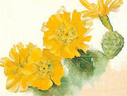 Yellow Cactus Flower 1940 By Georgia O'Keeffe
