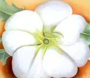 White Flower with Red Earth By Georgia O'Keeffe