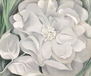 White Calico Flower 1931 By Georgia O'Keeffe