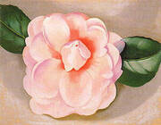 Pink Camellia 1935 By Georgia O'Keeffe