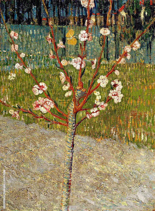 Almond Tree in Blossom 1888 By Vincent van Gogh