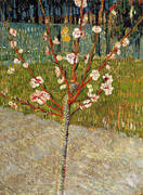 Almond Tree in Blossom 1888 By Vincent van Gogh