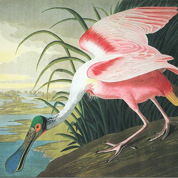 Oil Painting Reproductions of John James Audubon