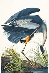Great Blue Heron 1821 By John James Audubon
