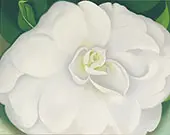 A White Camelia 1938 By Georgia O'Keeffe