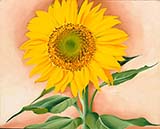 A Sunflower From Maggie 1937 By Georgia O'Keeffe