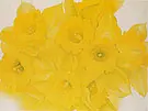 Yellow Jonquils 1936 No 2 By Georgia O'Keeffe