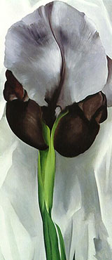Dark Iris1927 No 1 By Georgia O'Keeffe