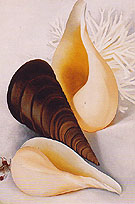 Two White Shells One Black Shell 1937 By Georgia O'Keeffe