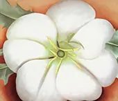 White Flower On Red Earth 1943 2 By Georgia O'Keeffe