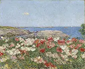 Poppies Isles of Shoals 1890 By Childe Hassam