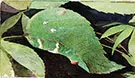 White Birch Leaf Edge Caterpillar By Abbott H Thayer