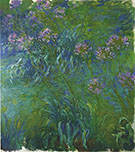 A Bed of Agapanthus 1917_822 By Claude Monet