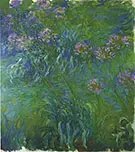 A Bed of Agapanthus 1917_822 By Claude Monet