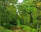 Avenue of Chestnut Trees at La Celle Saint Cloud 1867 By Alfred Sisley