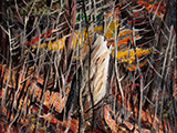 Woods in Autumn 1944 By Jack Bush