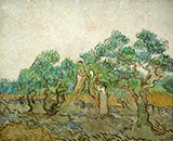 Women Picking Olives 1889 By Vincent van Gogh