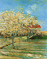 Orchard in Blossom 1888 By Vincent van Gogh