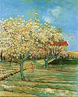 Orchard in Blossom 1888 By Vincent van Gogh