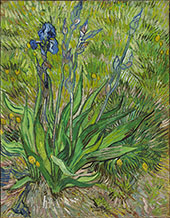 The Iris St Remy By Vincent van Gogh