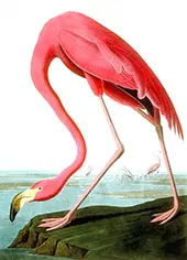 American Flamingo By John James Audubon