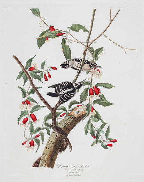 Downy Woodpecker by John James Audubon | Oil Painting Reproduction