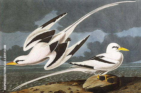 Tropic Bird by John James Audubon | Oil Painting Reproduction