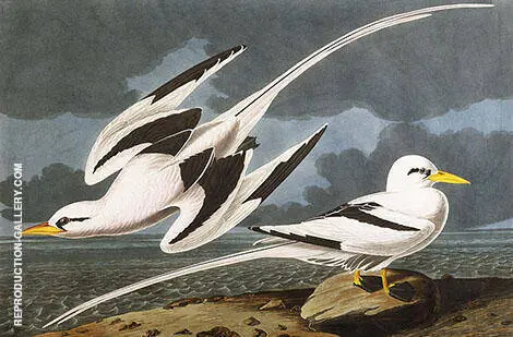 Tropic Bird By John James Audubon