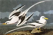 Tropic Bird By John James Audubon