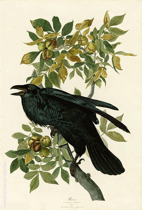 Raven by John James Audubon | Oil Painting Reproduction