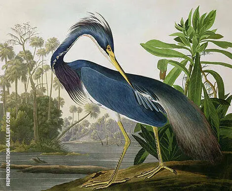 Louisiana Heron By John James Audubon