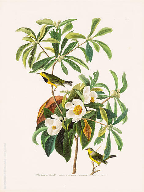 Bachman's Warbler by John James Audubon | Oil Painting Reproduction