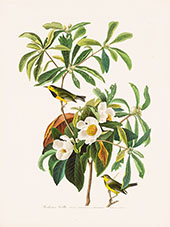 Bachman's Warbler By John James Audubon
