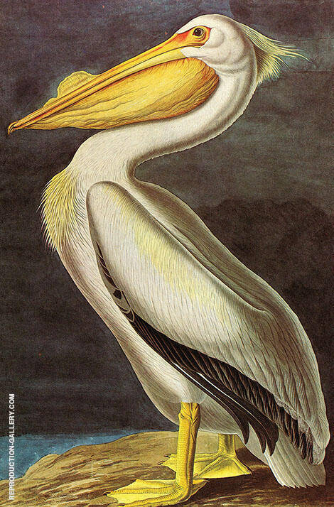 American White Pelican by John James Audubon | Oil Painting Reproduction