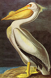 American White Pelican By John James Audubon