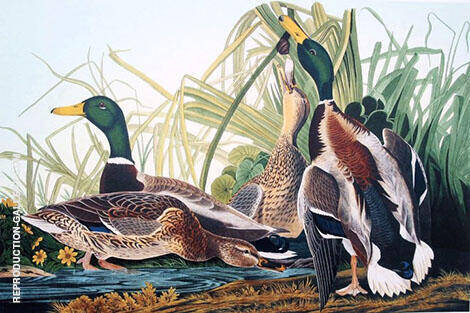 Mallard Duck by John James Audubon | Oil Painting Reproduction