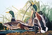 Mallard Duck By John James Audubon