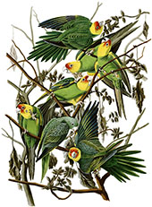Carolina Parakeet By John James Audubon
