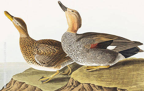 Gadwall Duck by John James Audubon | Oil Painting Reproduction