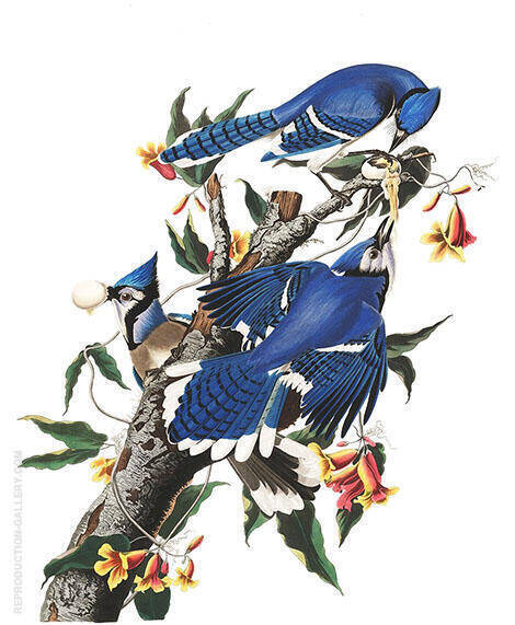 Blue Jay by John James Audubon | Oil Painting Reproduction
