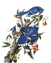 Blue Jay By John James Audubon