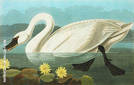 Common American Swan by John James Audubon | Oil Painting Reproduction