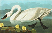 Common American Swan By John James Audubon
