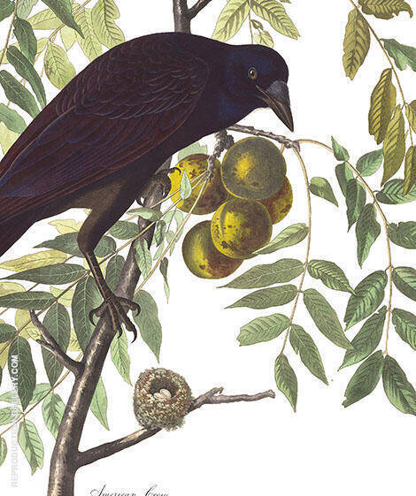 American Crow by John James Audubon | Oil Painting Reproduction