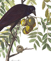 American Crow By John James Audubon