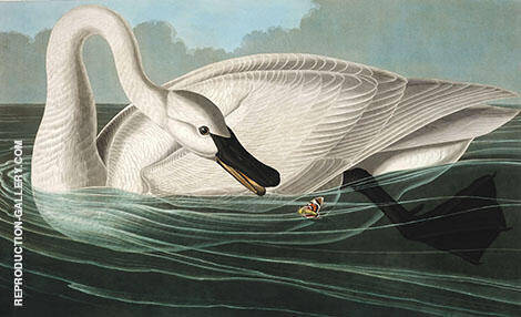 Trumpeter Swan by John James Audubon | Oil Painting Reproduction