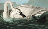 Trumpeter Swan By John James Audubon