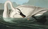 Trumpeter Swan By John James Audubon