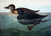 American Scoter Duck By John James Audubon